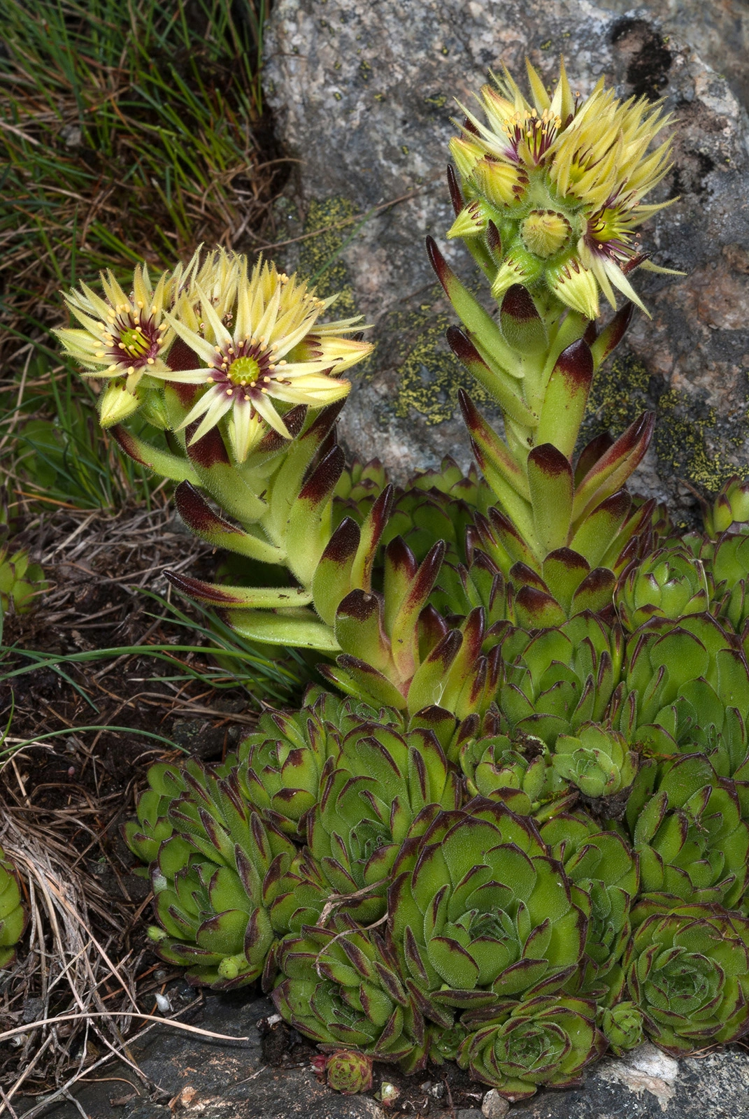 Photo Maurizio Broglio - Sempervivum grandiflorum
